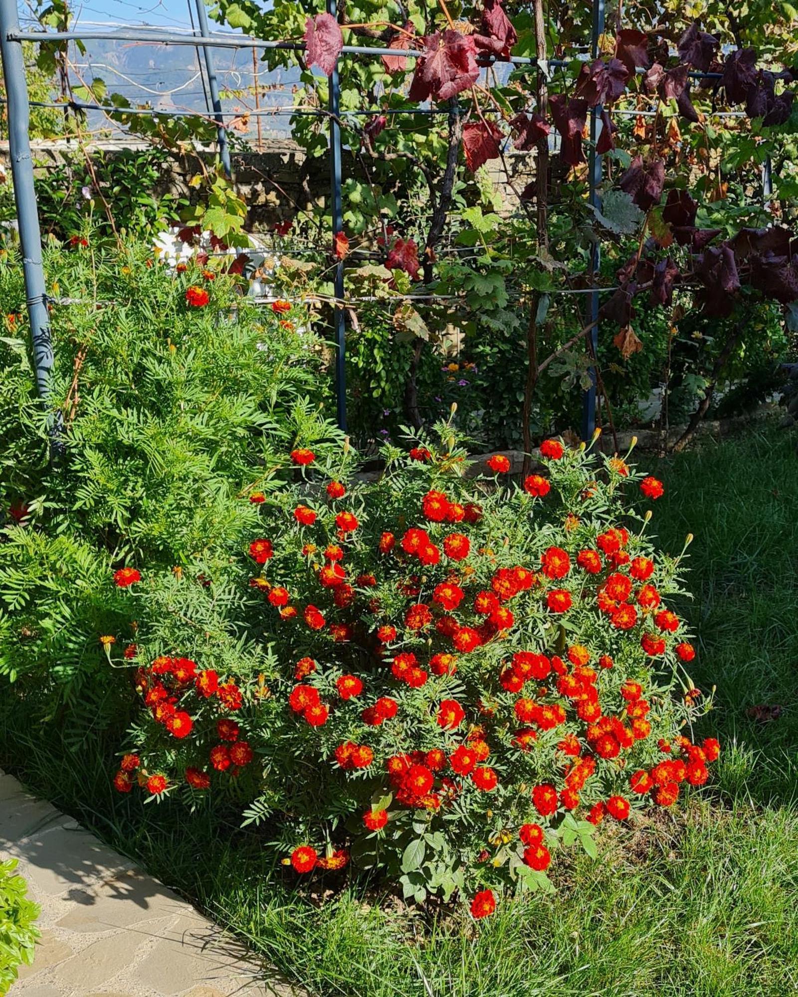 Garden * Përmet